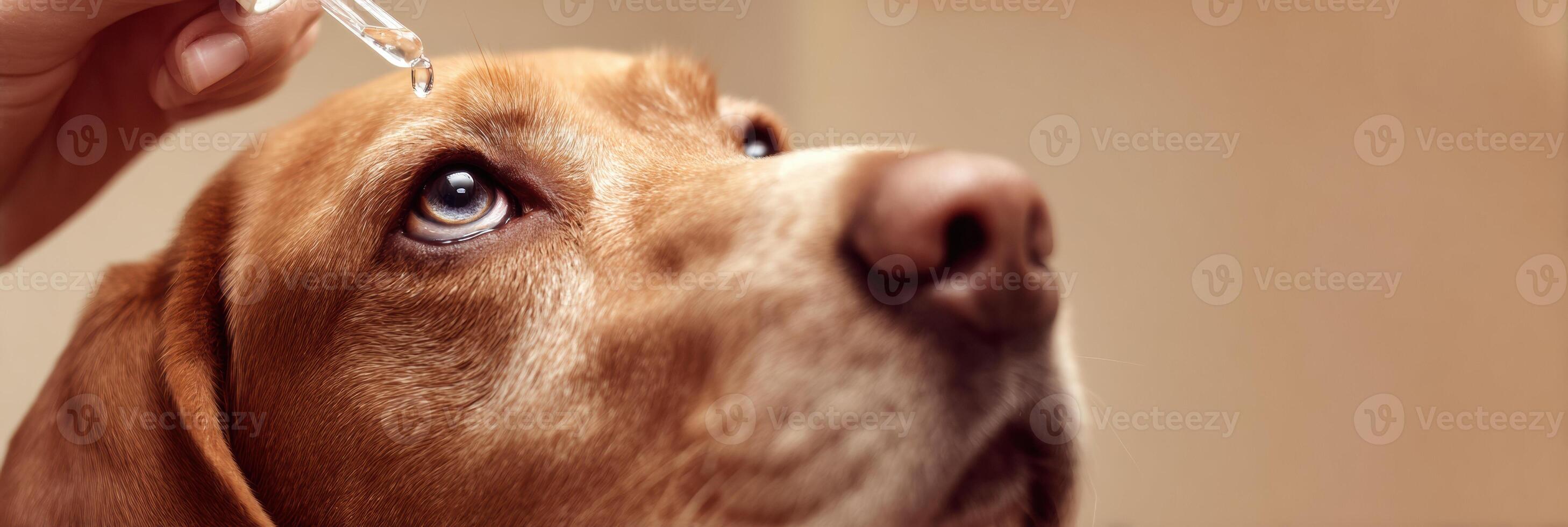 Veterinarian Carefully Administering Eye Drops to a Dog in a Calming Environment With Soft Cream Tones photo
