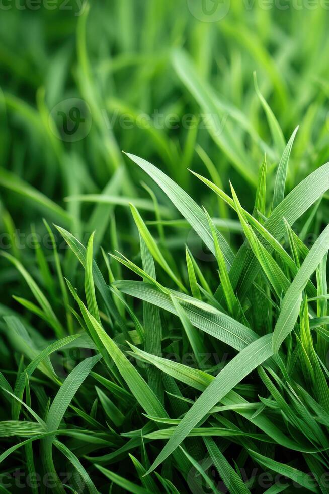 Lively grass patterns create a vibrant backdrop for design and creativity spaces photo