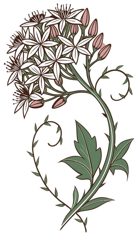 Close-up of the Sedum flower arranged beautifully and decorated with vines vector