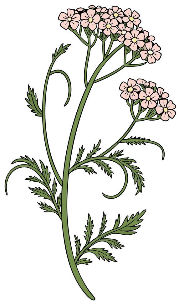 A yarrow plant with green stem and leaves, and small clusters of pink flowers, isolated on a white background vector