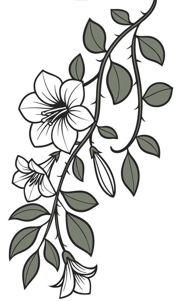 Close-up of the Thunbergia flower arranged beautifully and decorated with vines vector