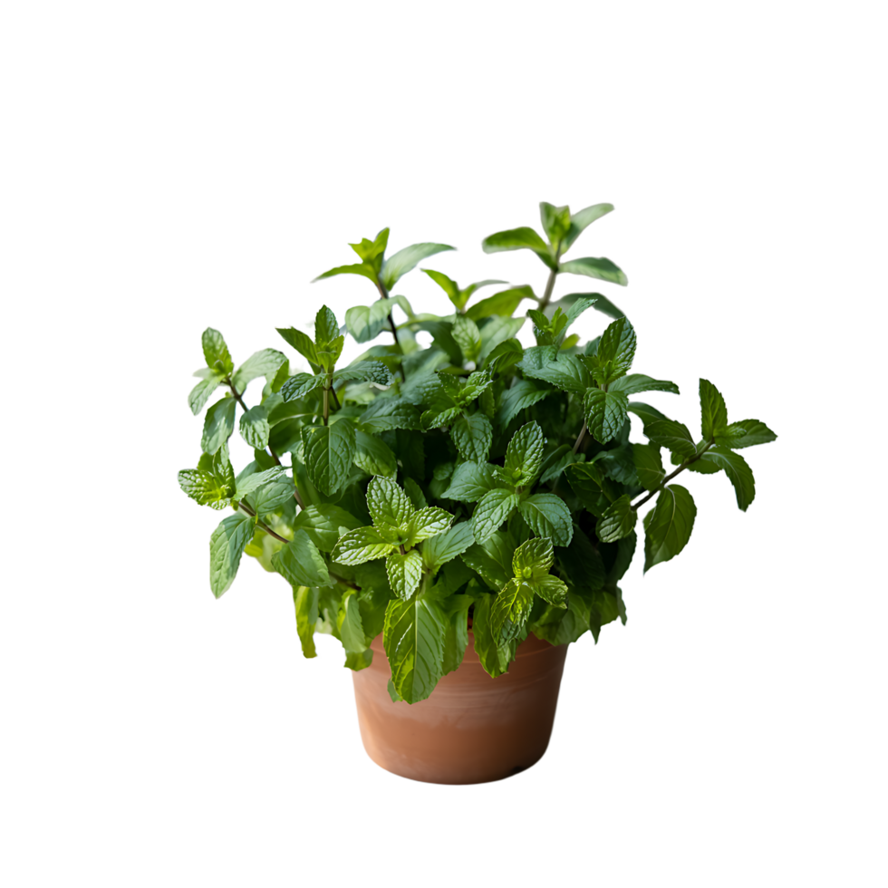 Vibrant green mint plant growing in a terracotta pot against a clean, transparent black background, perfect for culinary and herbal design applications. png
