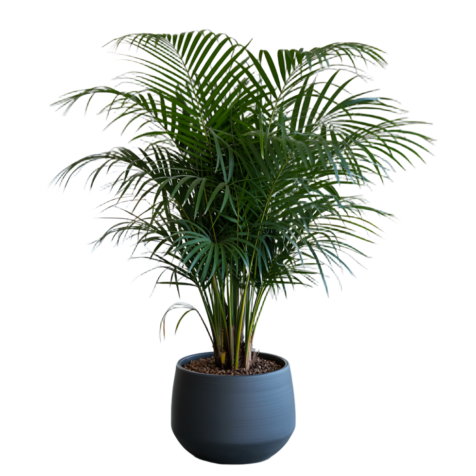 A potted plant with a green leaf png