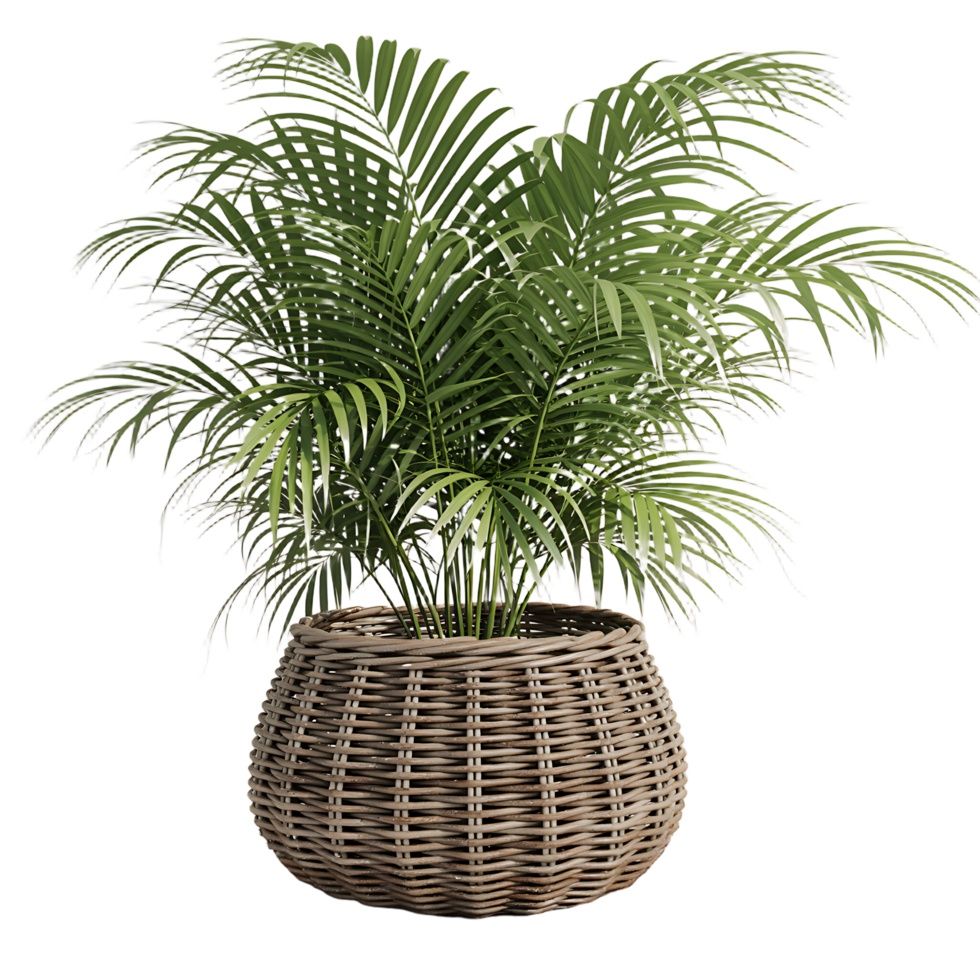 Lush areca palm thrives in a woven basket, perfect for adding a touch of nature to modern interiors. png