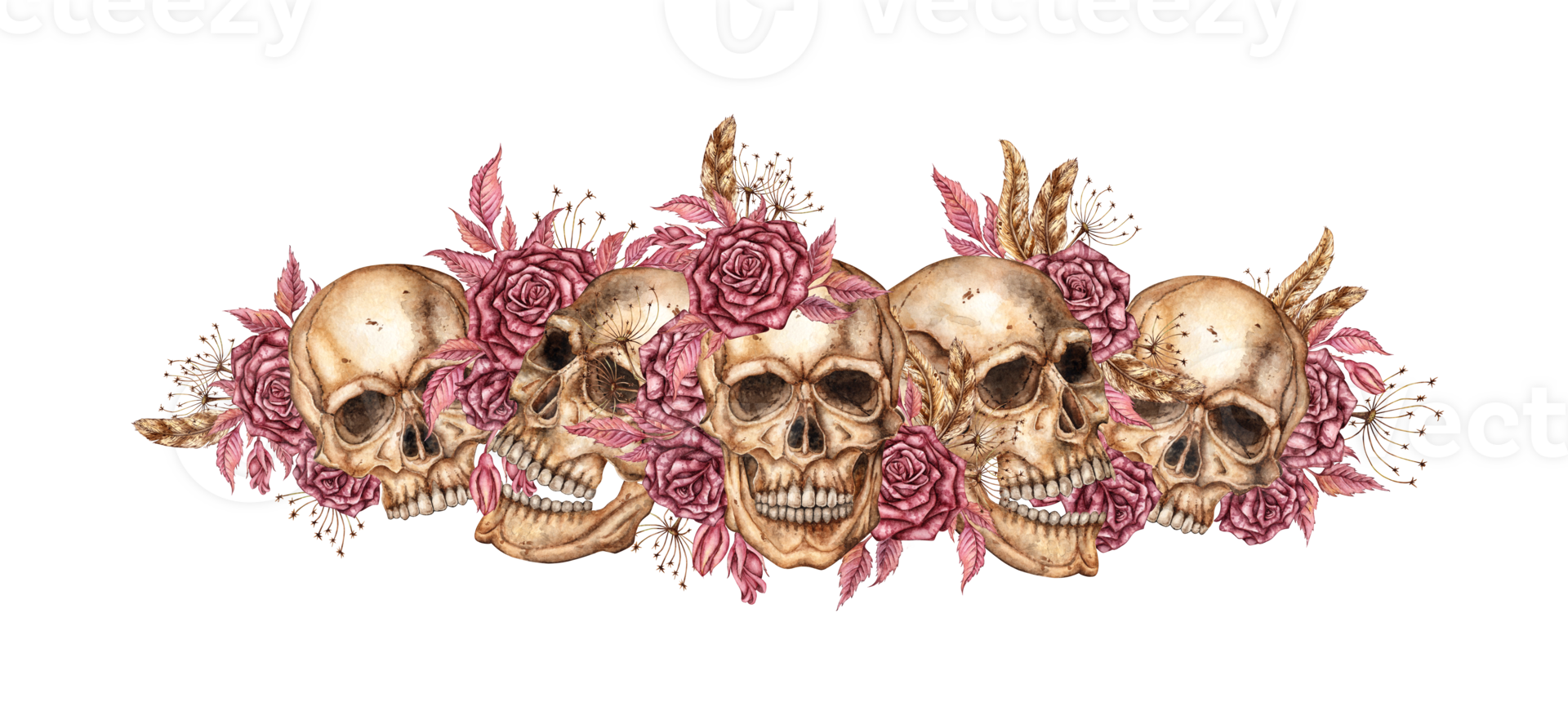 Human skull realistic with dark red roses, dried flowers and feathers watercolor illustration. Bones in gothic style. Day of the Dead, Halloween, Dia de los muertos. Isolated. Frieze, border, ribbon. png