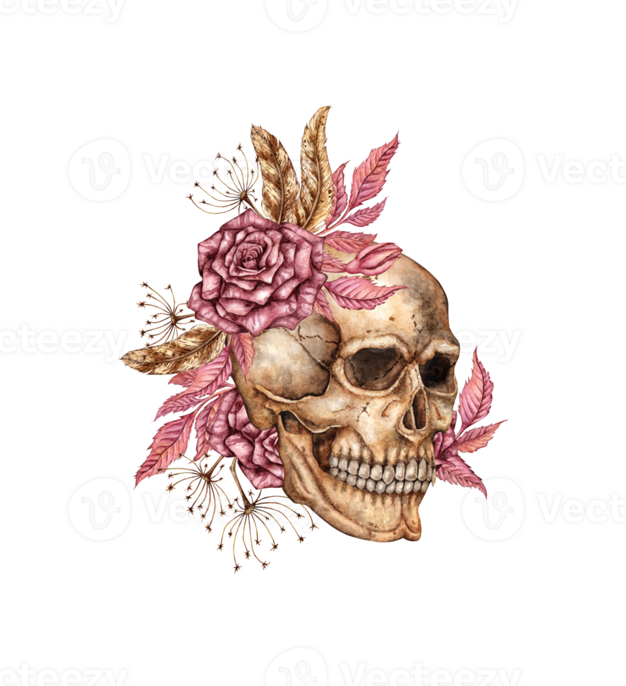 Human skull realistic profile with dark red roses and dried flowers watercolor illustration. Bones in gothic style. Day of the Dead, Halloween, Dia de los muertos. Isolated. Symbolism life and death. png