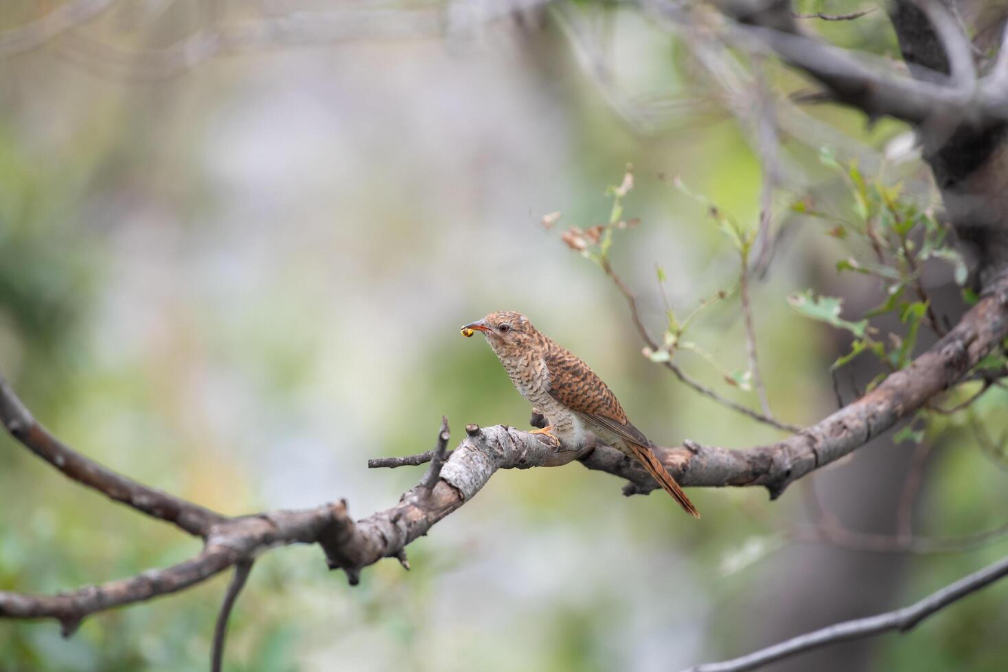 A small brown bird sitting on a branch photo