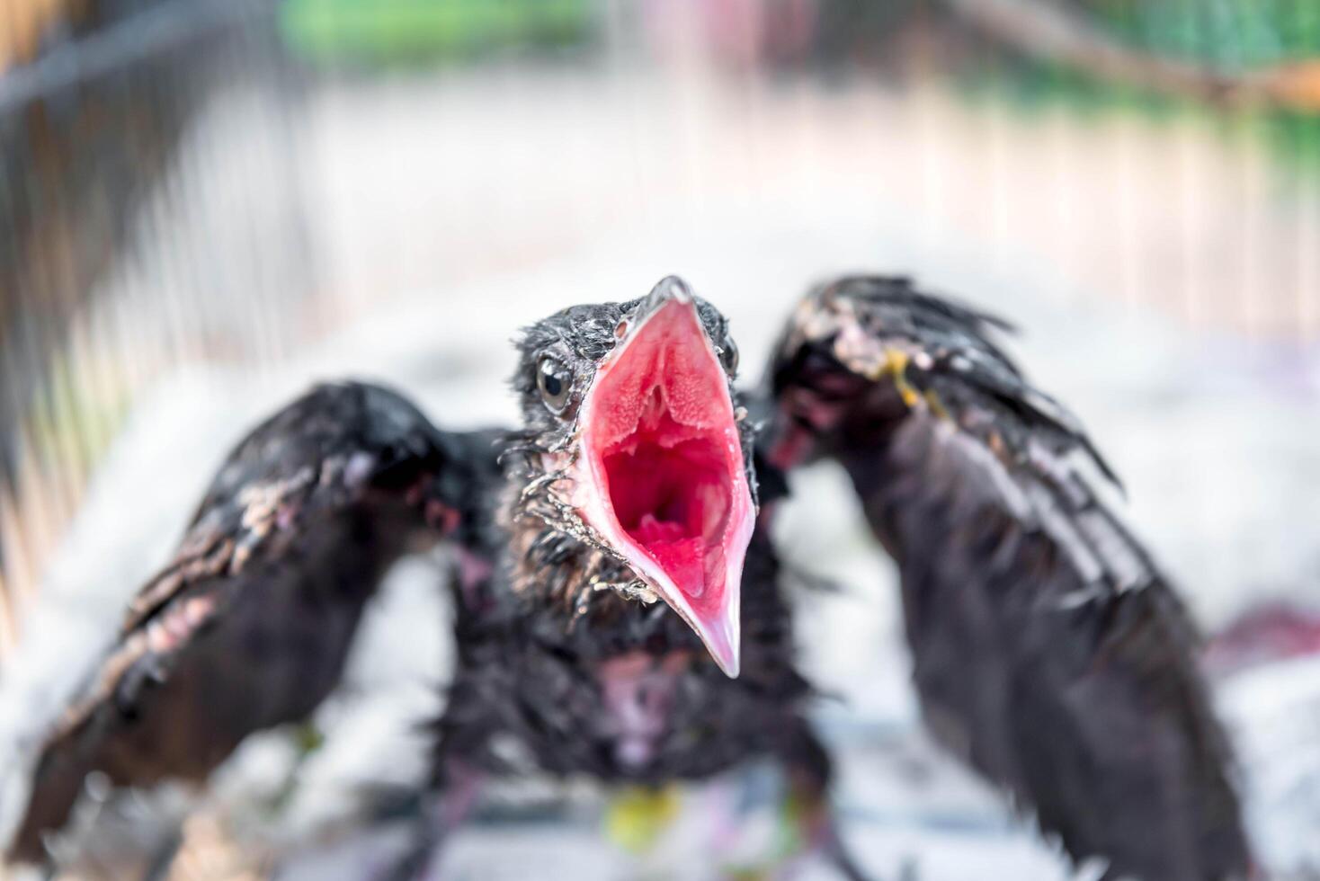 A bird with its mouth open and open photo