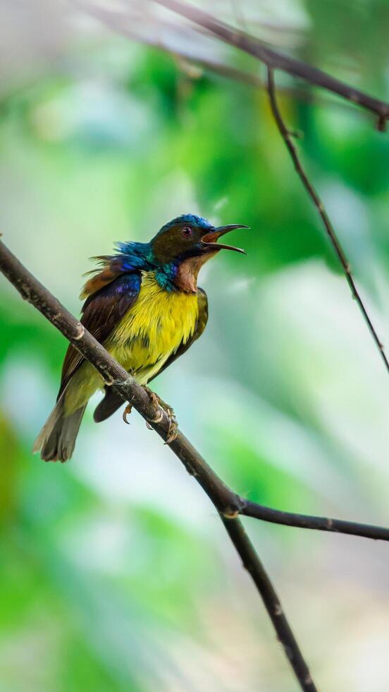 A colorful bird sitting on a branch with its mouth open photo