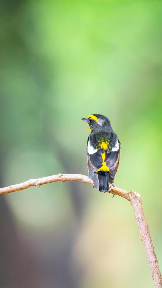 A small bird with yellow and black feathers sitting on a branch photo