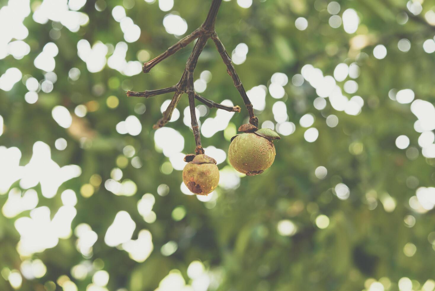 Two walnuts hanging from a tree branch photo
