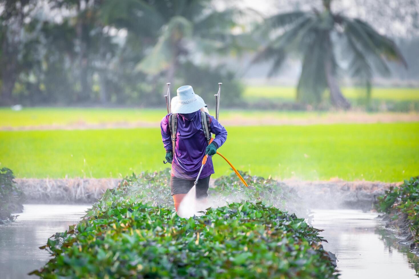 A man in a purple shirt is spraying water on plants photo