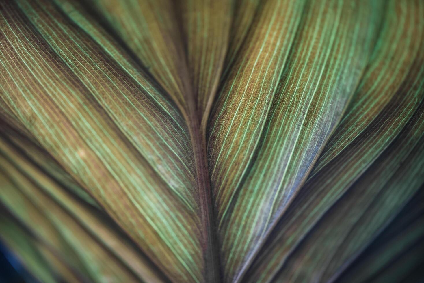 A close up of a leaf with green and brown stripes photo
