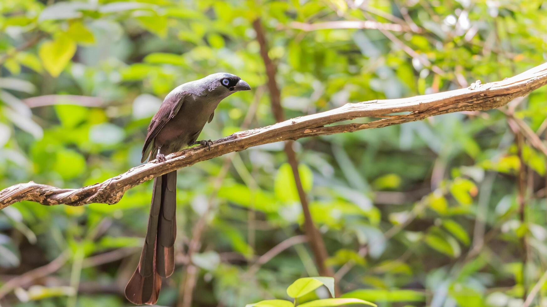 A bird with long tail sitting on a branch photo