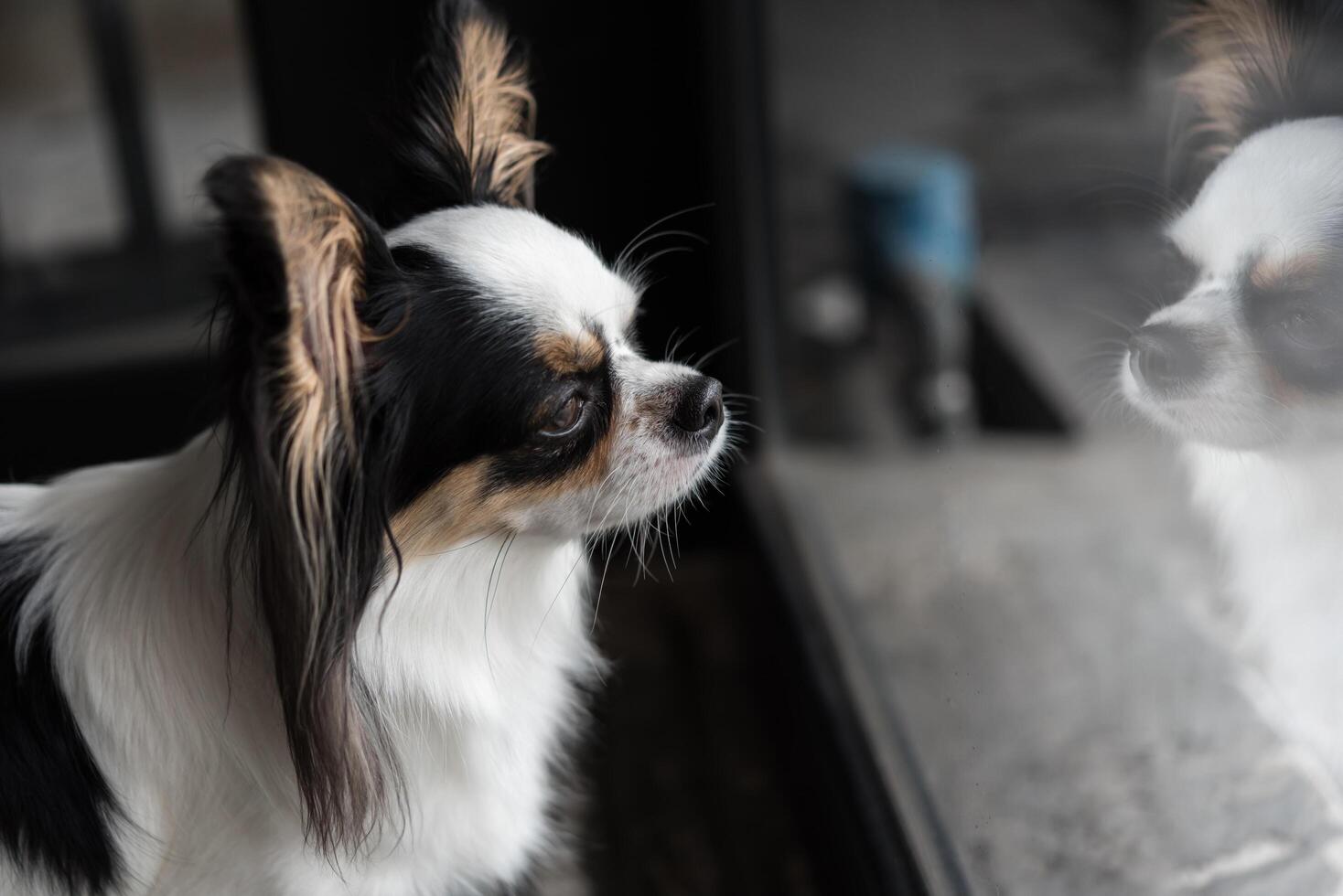 Dog chihuahua breed looking at something photo