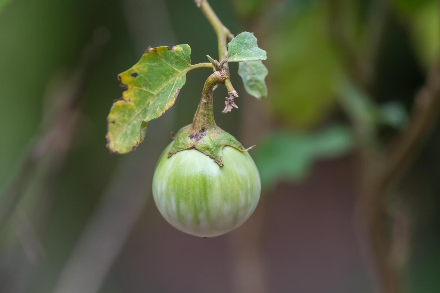 An eggplant hanging on a branch with leaves photo
