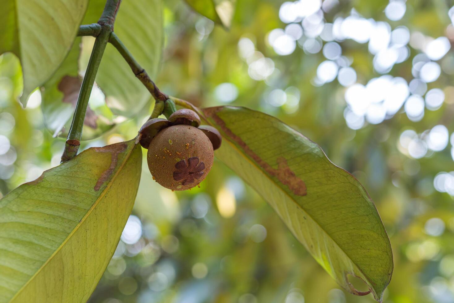 A close up of a nut on a tree branch photo