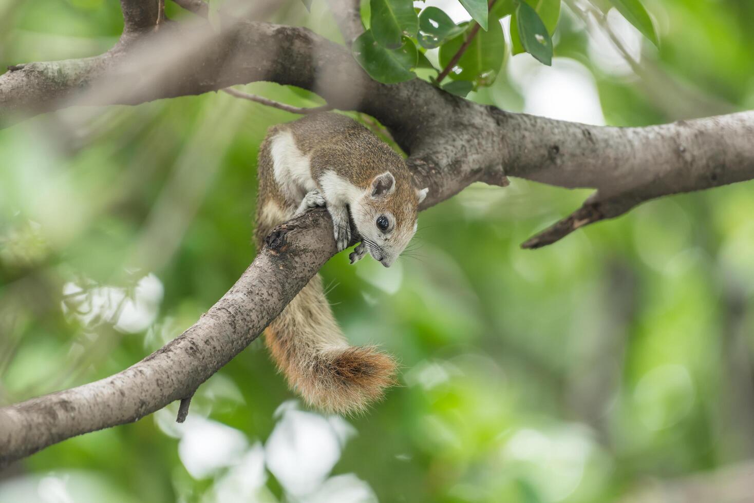 A squirrel sitting on a branch in the forest photo