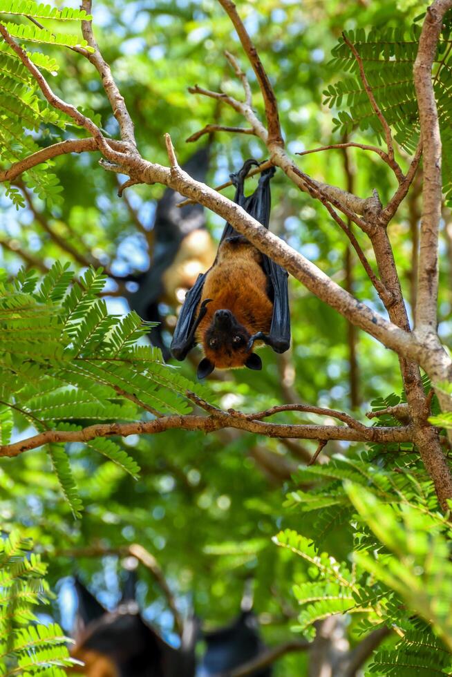 A bat hanging upside down from a tree branch photo