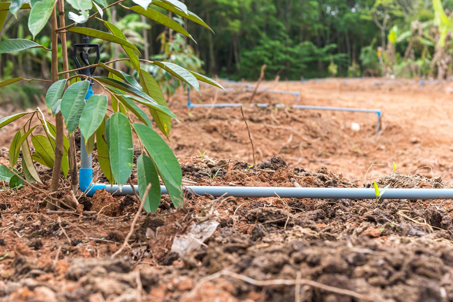 A water pipe is connected to a tree photo