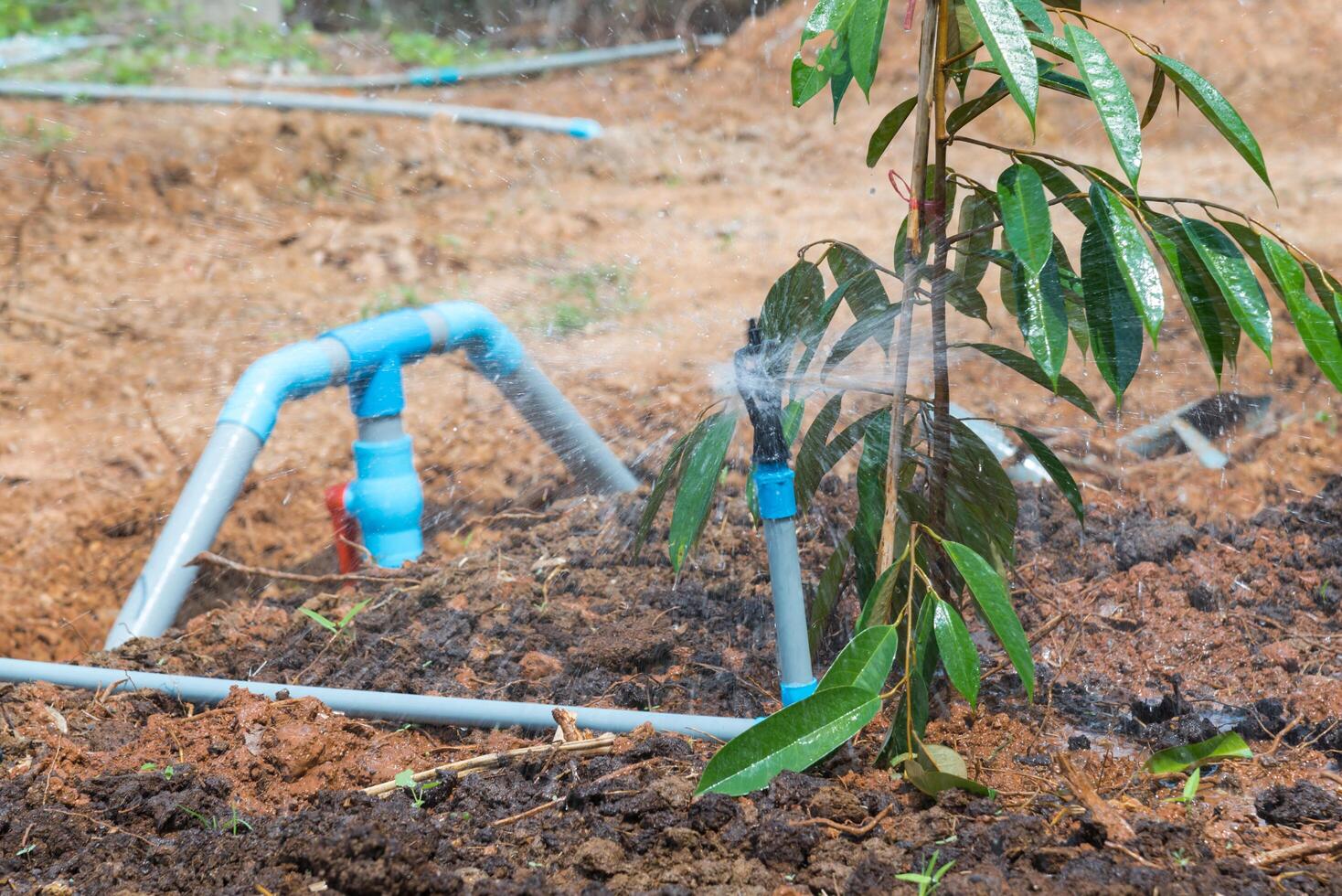 A watering hose is being used to water a tree photo
