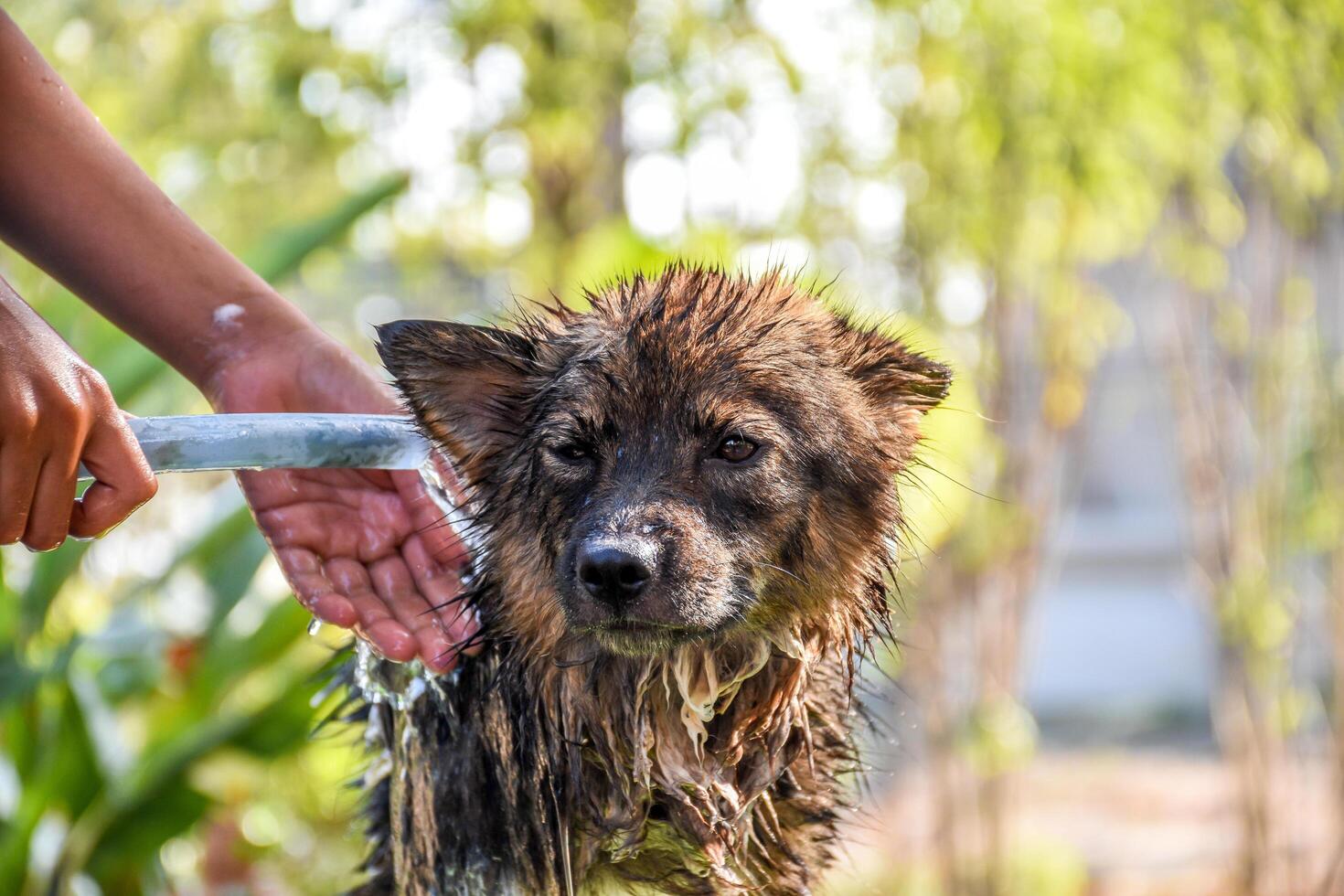 A person is washing a dog with a hose photo