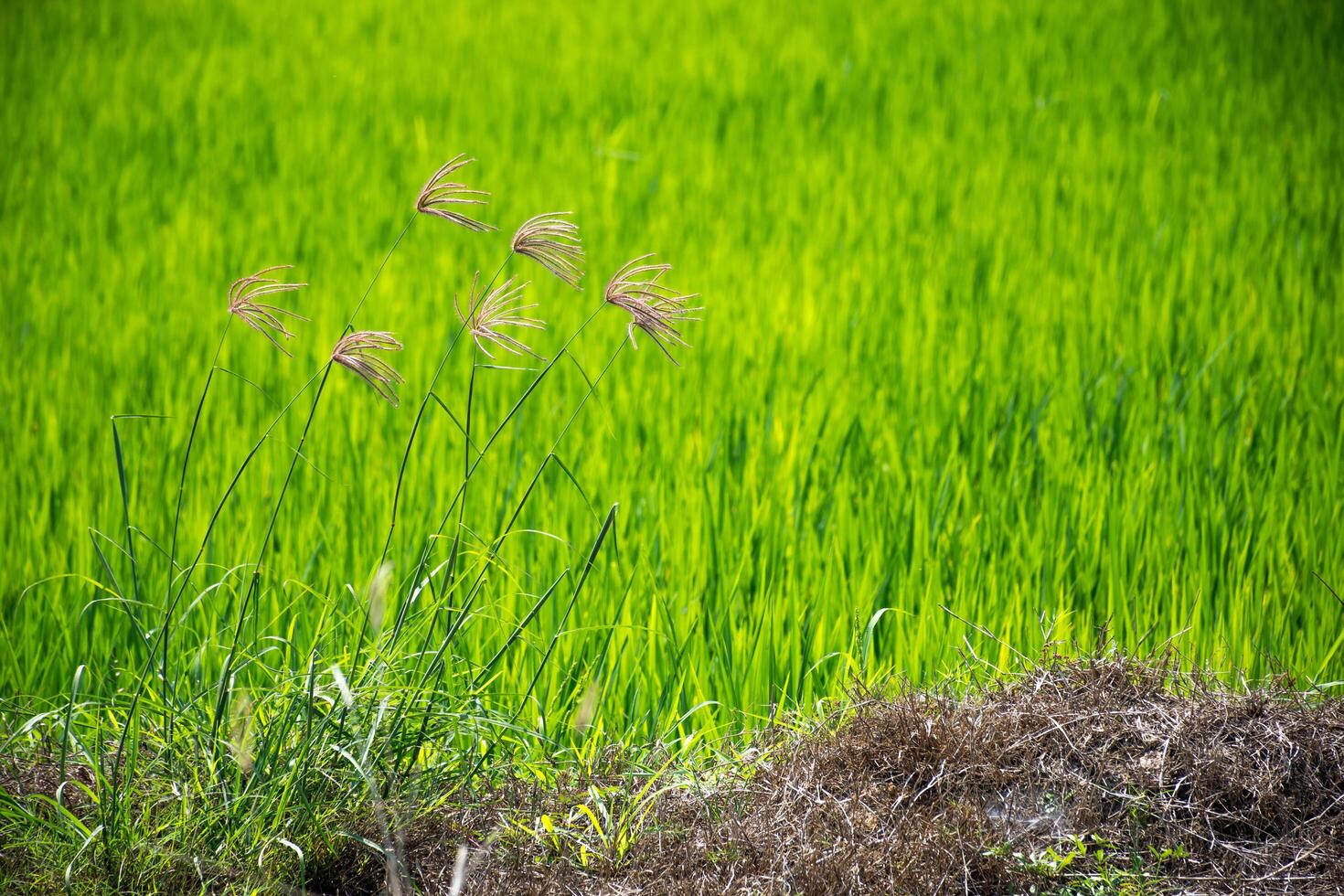 A field of green grass with some tall grass photo