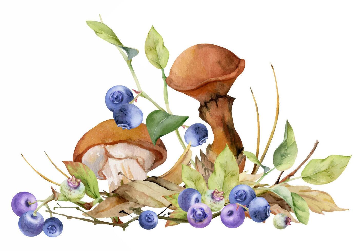 mushrooms and blueberries illustration vector