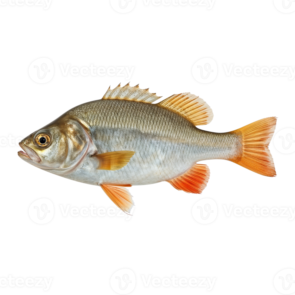 Isolated perch specimen exhibiting intricate scale detail against an neutral environment png