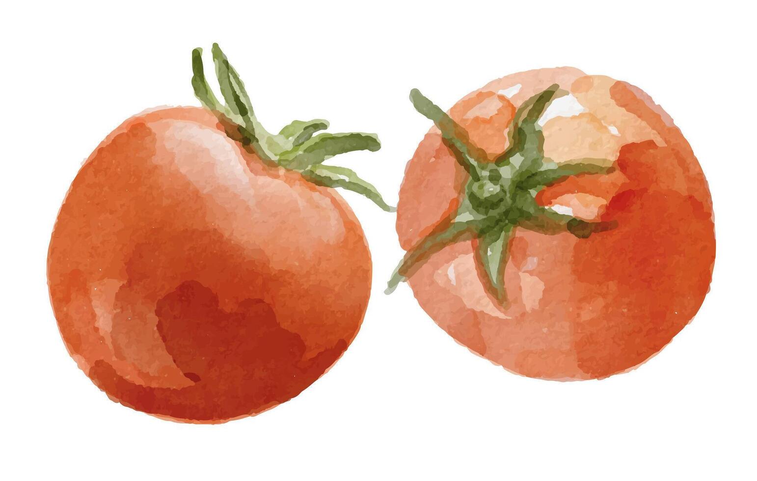 watercolor tomatoes illustration vector
