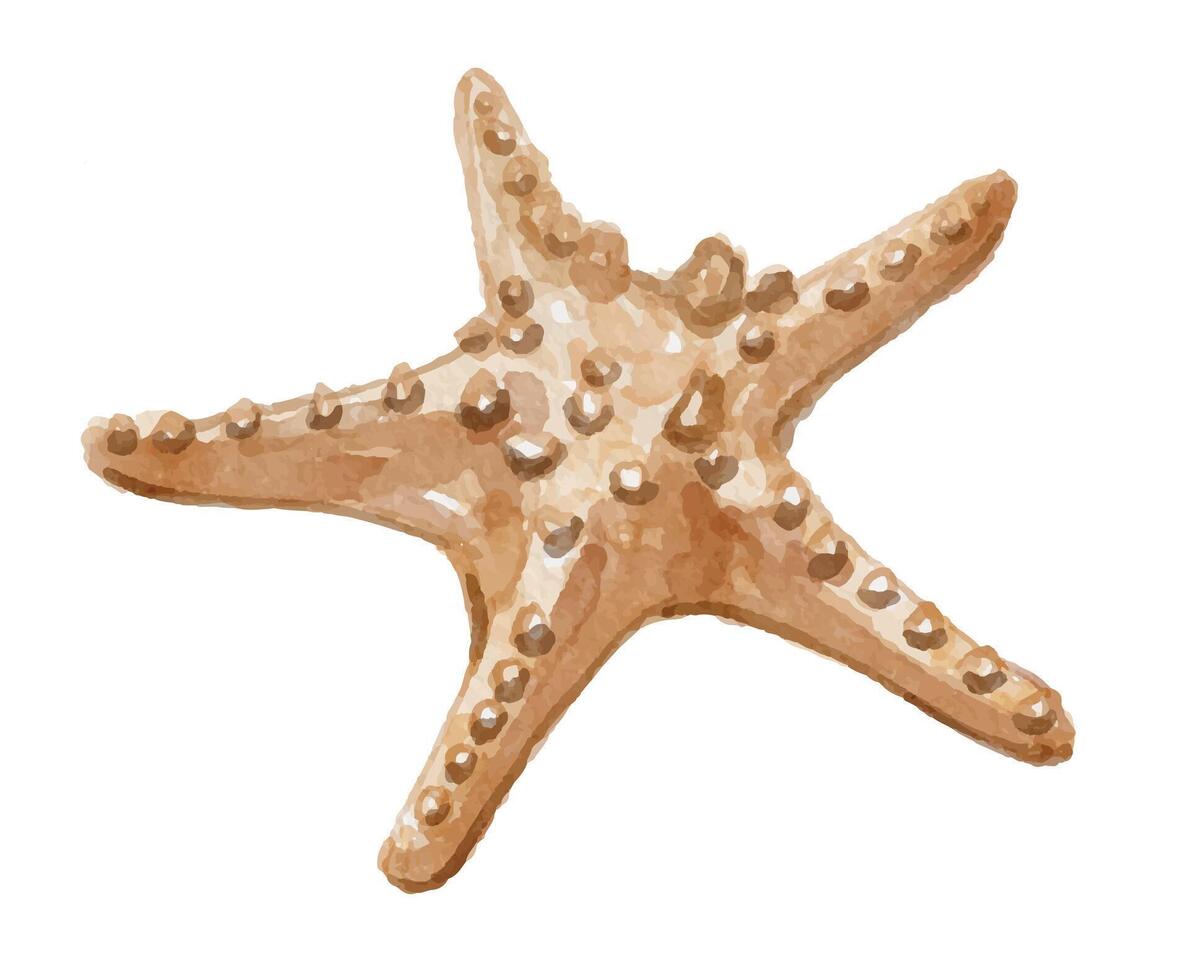 Artistic starfish illustration vector