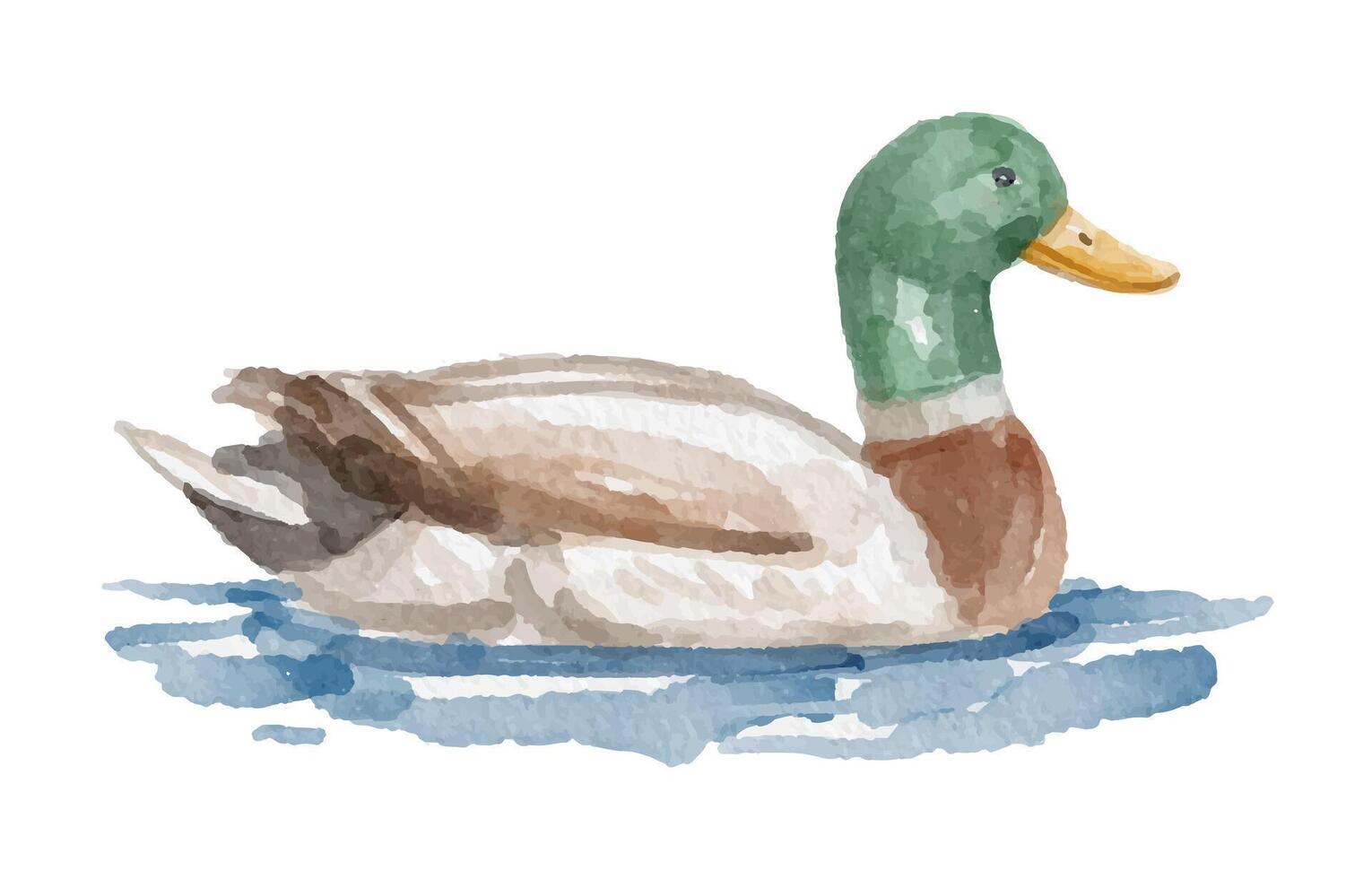 Watercolor painting of a mallard duck vector