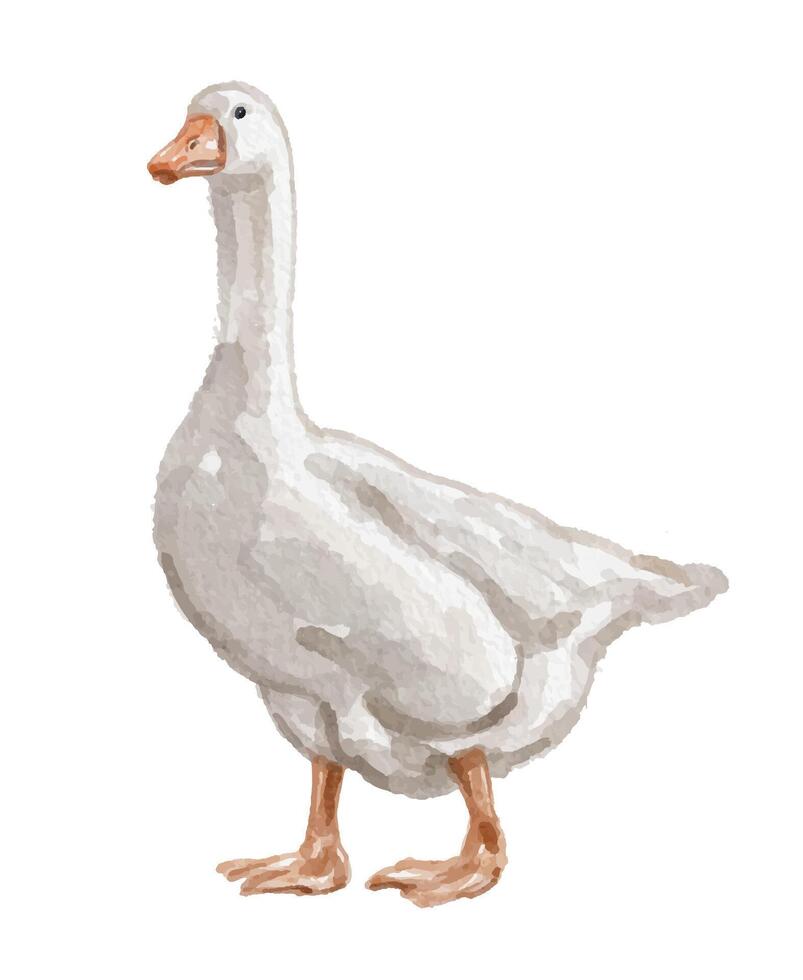 Watercolor illustration of a white goose vector