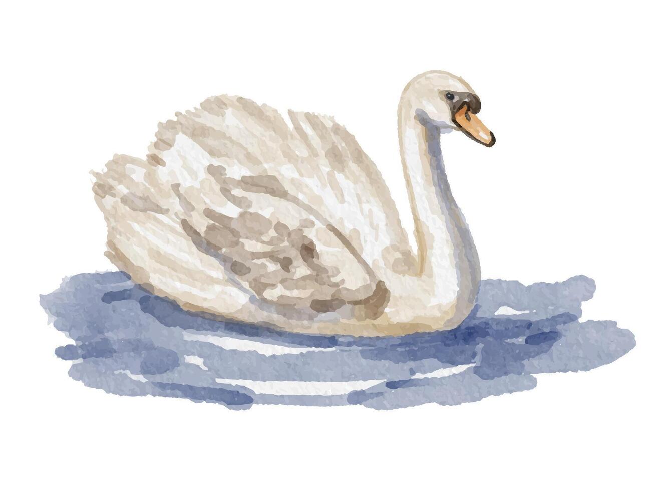 Swan swimming in watercolor vector