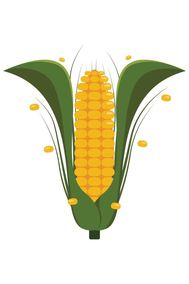 Healthy Golden Corncob with Leaves Harvested Agriculture Product Graphic vector