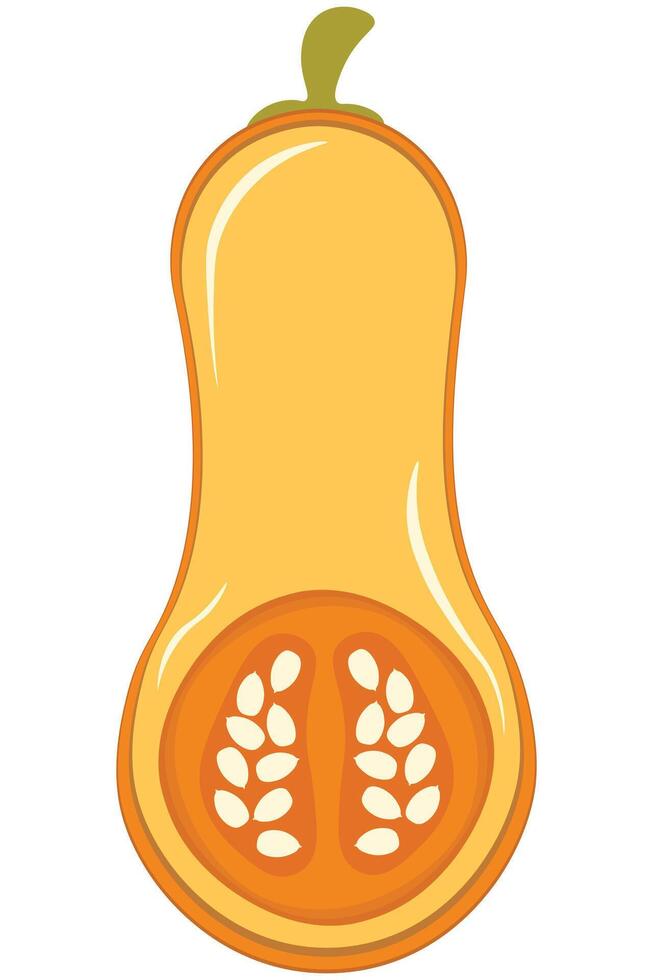 Cut Butternut Squash with Seeds. Half-Sliced Pumpkin for Autumn Harvest Graphic vector