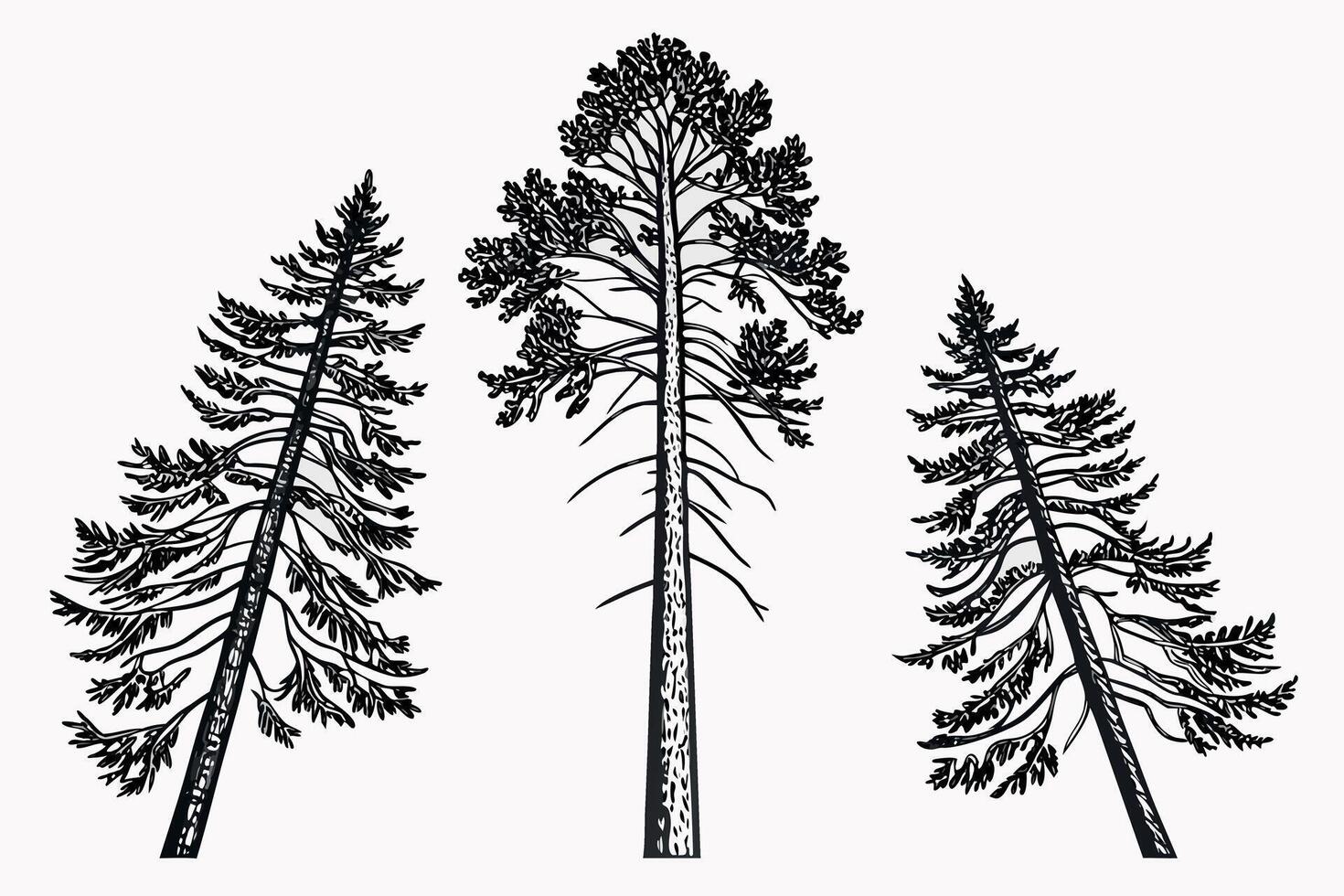 Three pine trees in black and white line art evergreen vector