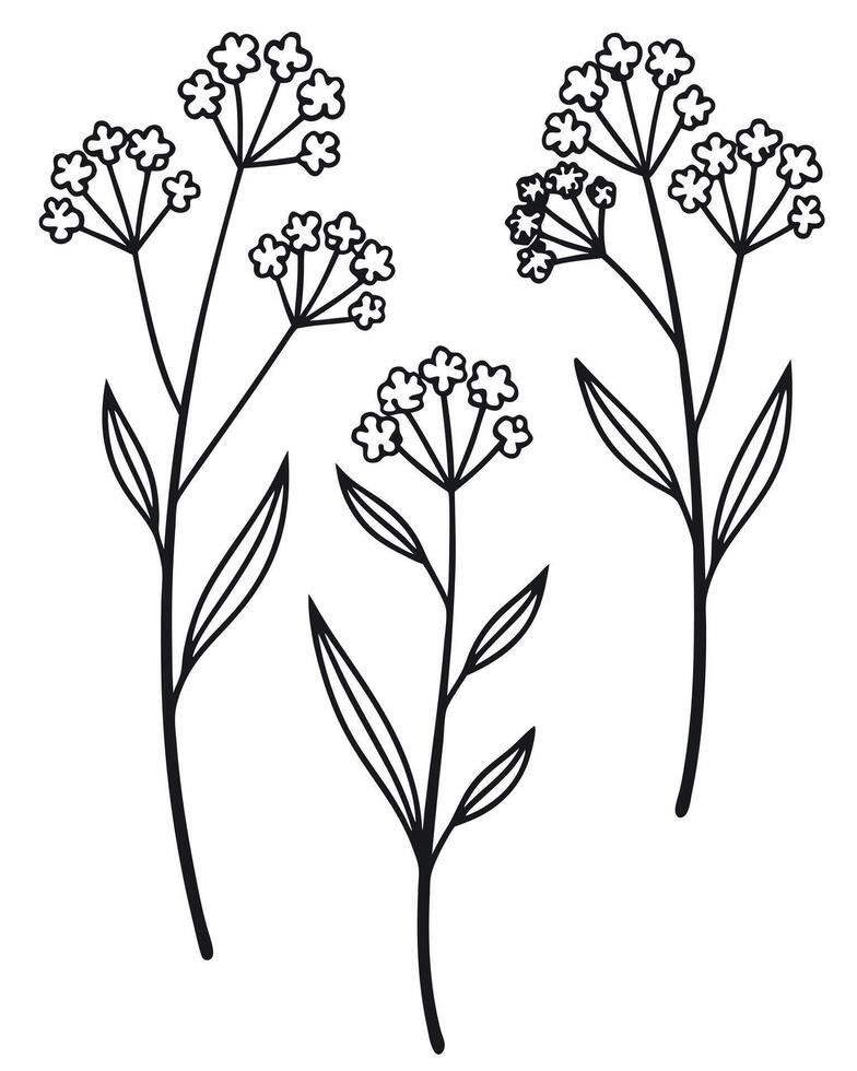 Black and white line drawing of three delicate wildflowers vector