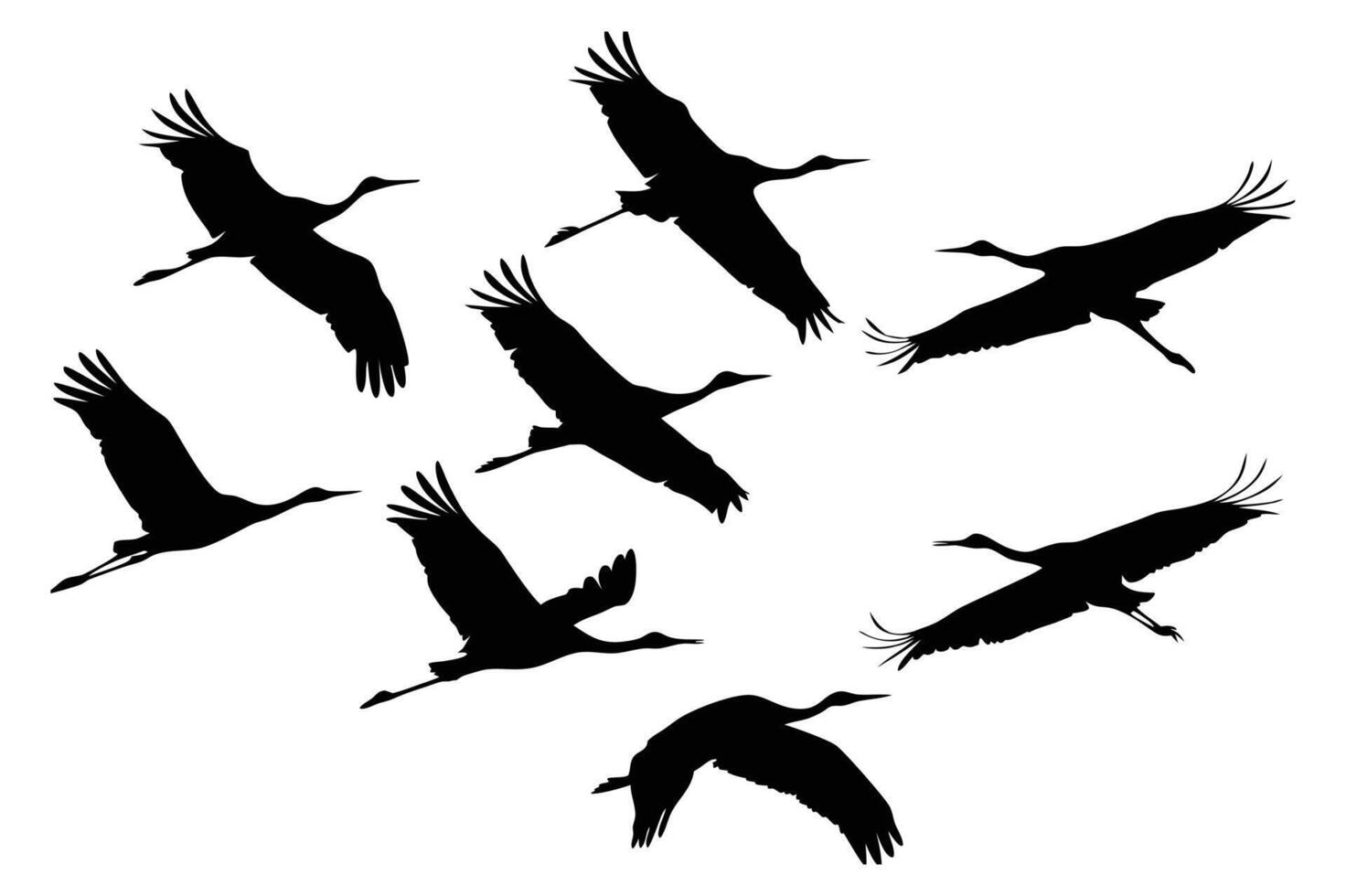 Silhouetted Cranes in Flight A Dynamic Composition of Birds Soaring Across a Clear Sky Evoking Nature's Grace and Freedom vector