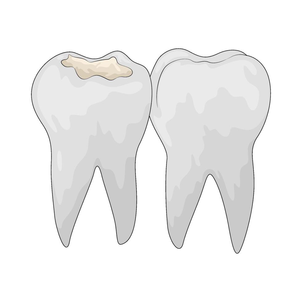 human tooth anatomy vector