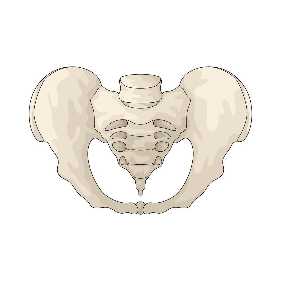 human hip bone vector