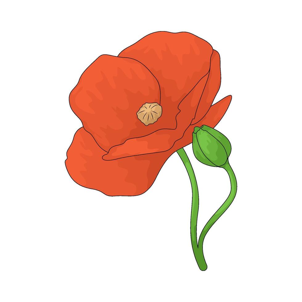 poppy flowers illustration vector