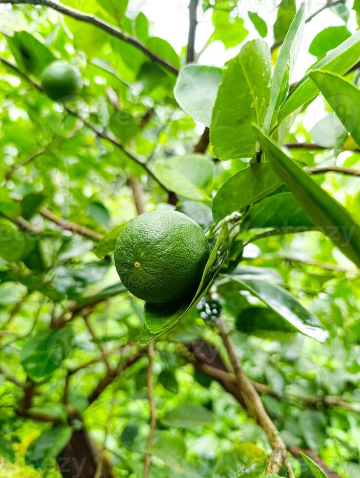A green fruit hanging from a tree photo