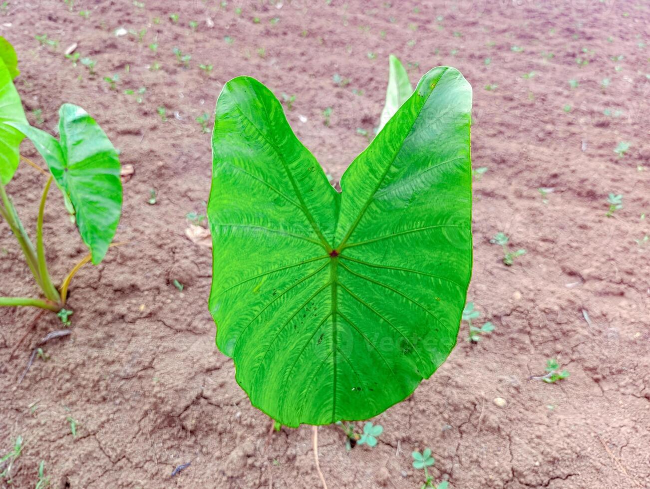 A green leaf growing in a field photo