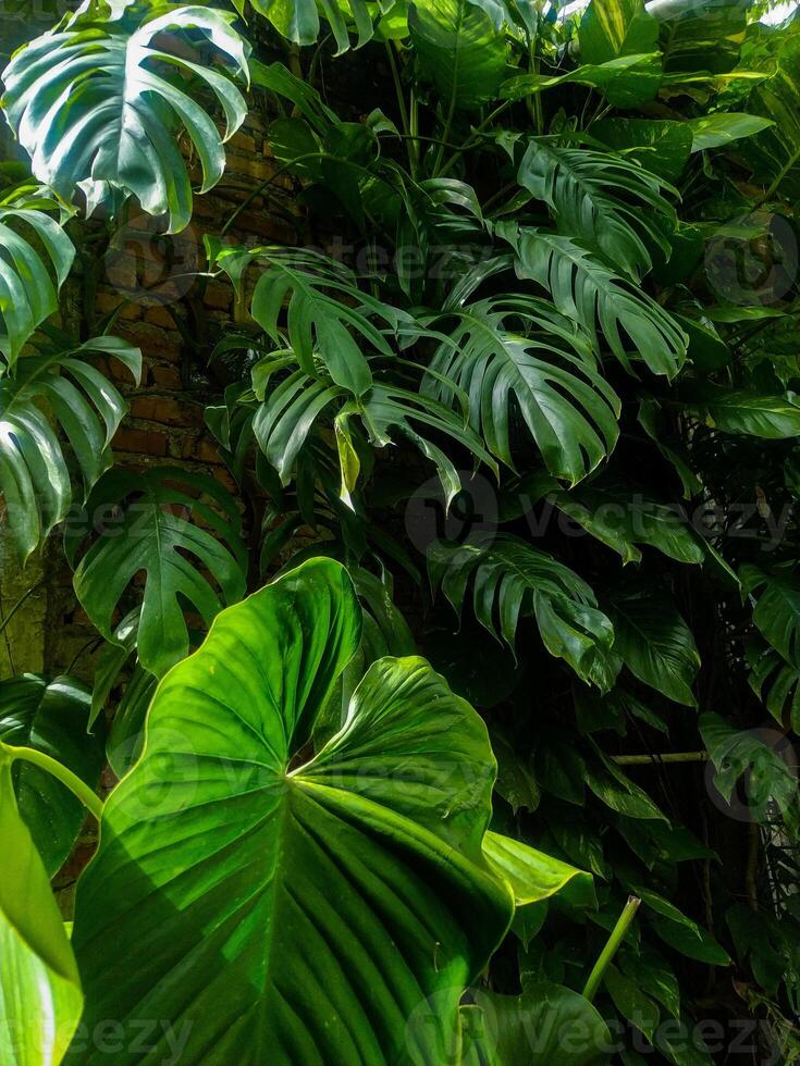 Lush Tropical Monstera Leaves Against Brick Wall A Vibrant Green Tapestry photo