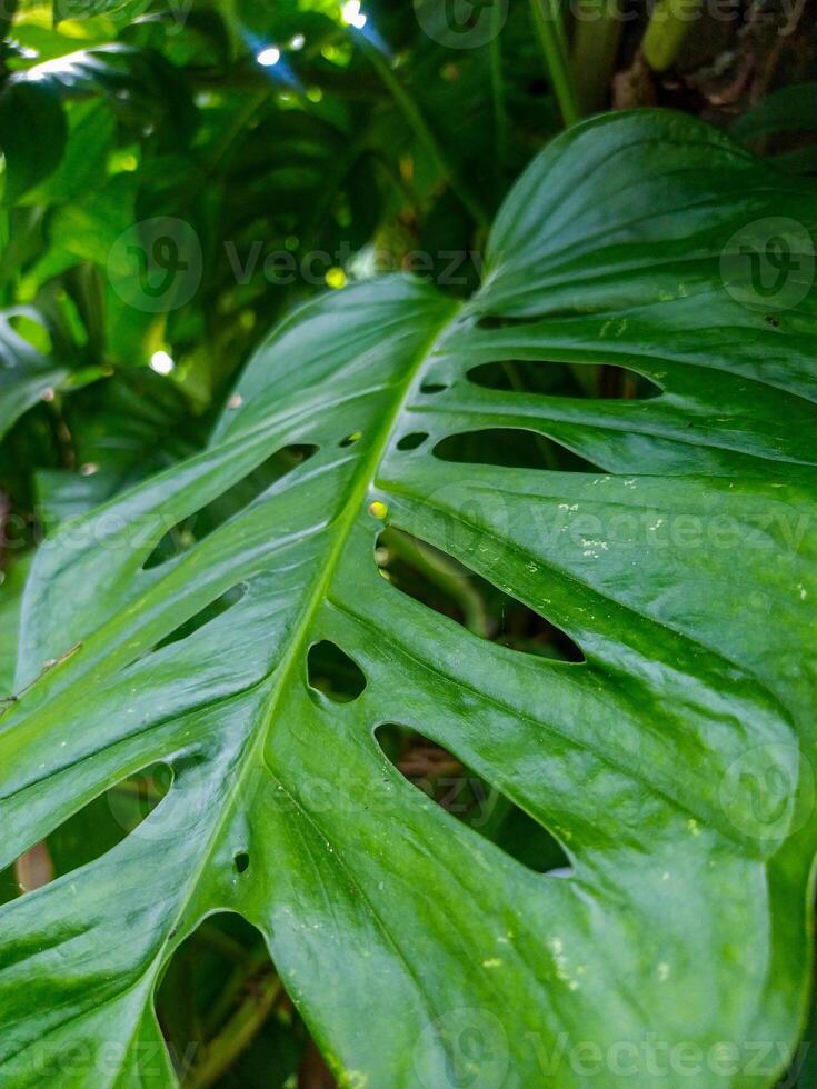 Lush Green Monstera Leaf A Vibrant Tropical CloseUp photo