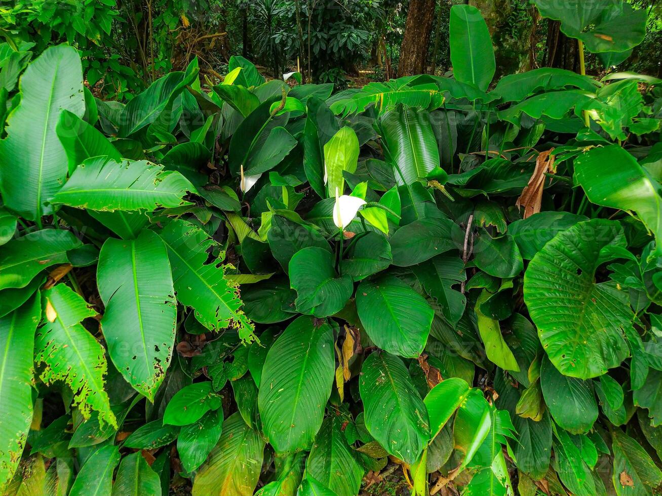 Lush Tropical Foliage A Vibrant Green Oasis photo