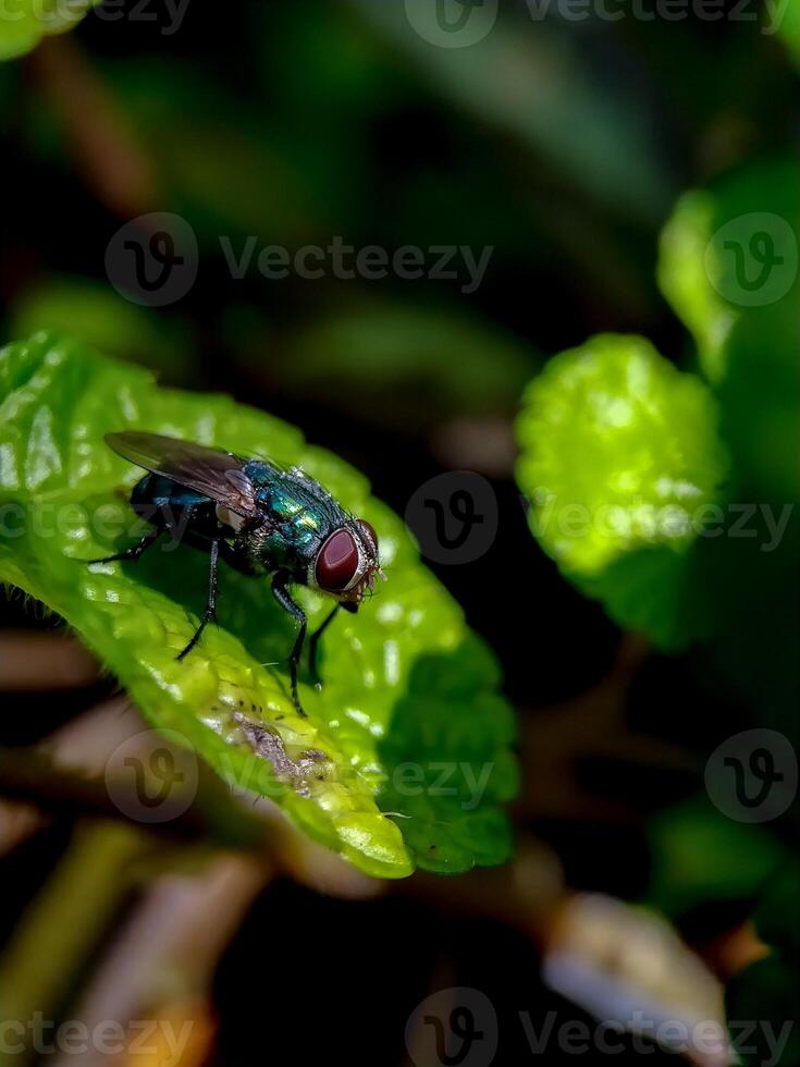 A fly sits on a green leaf photo
