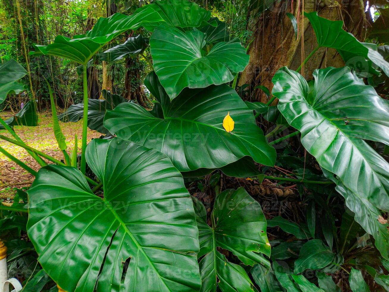 Lush Tropical Rainforest Giant Emerald Leaves and a Solitary Yellow Leaf photo
