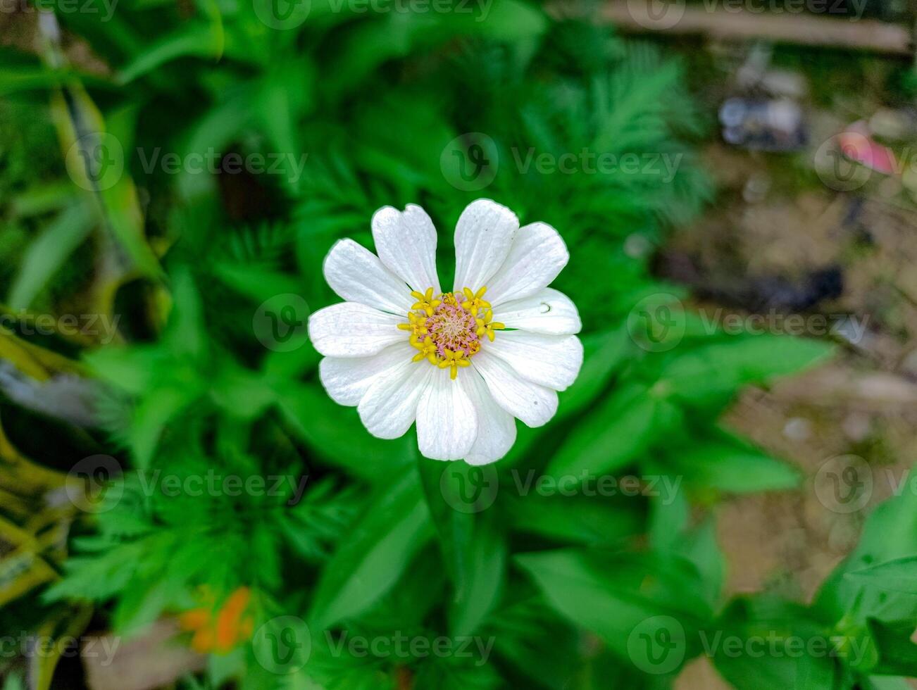 A white flower with yellow center in the middle of green plants photo